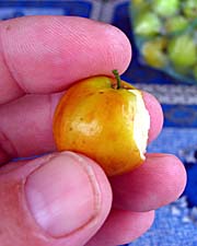 A Tiny Apple by Asienreisender